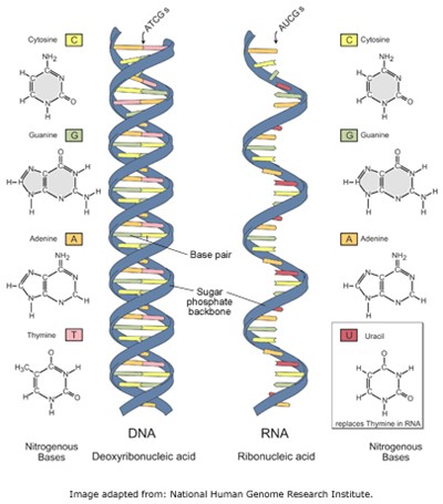 What is RNA – Ribonucleic Acid, A Major Macromolecule